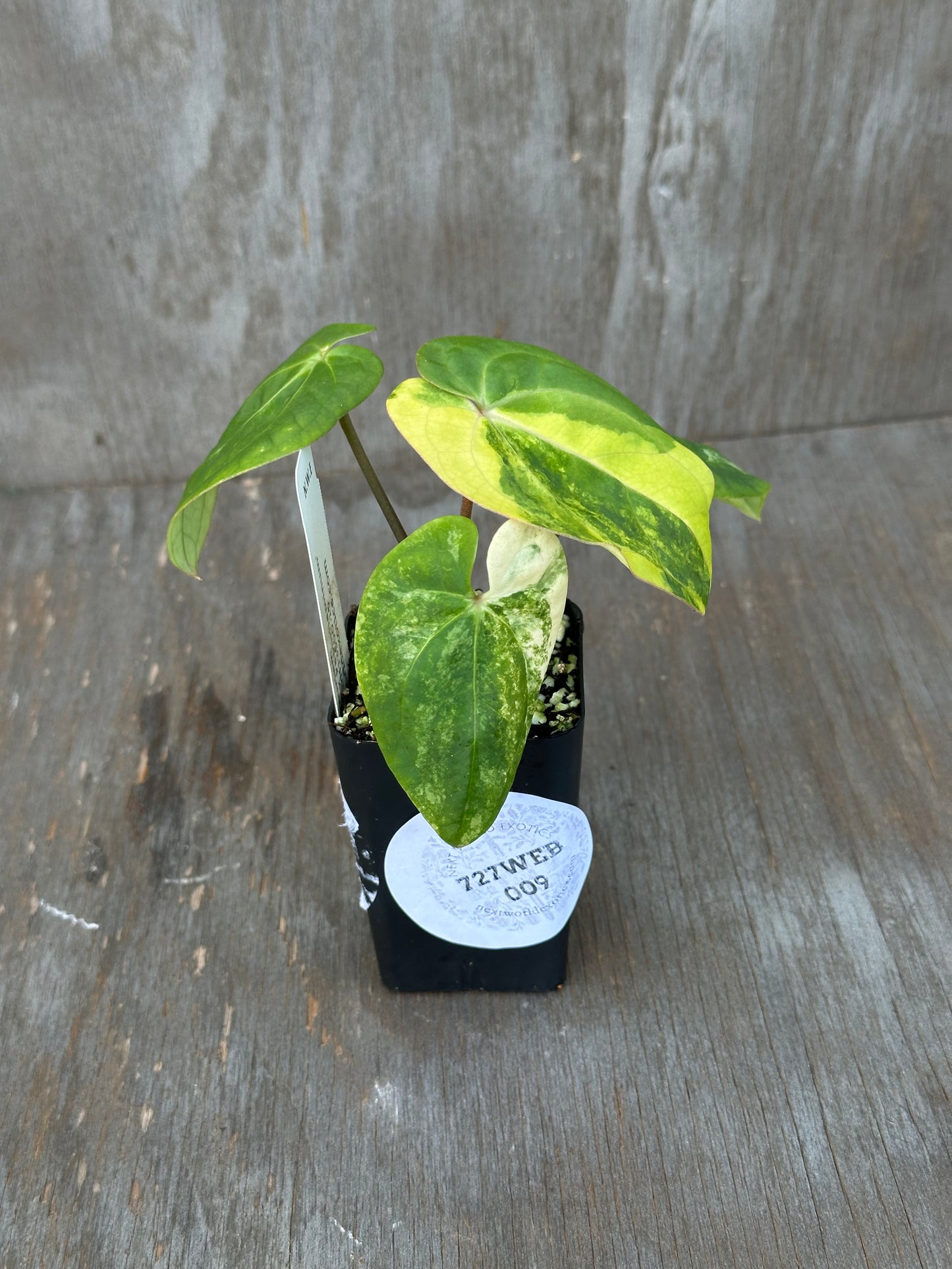 Anthurium Papillilaminum Variegated 727WEB009