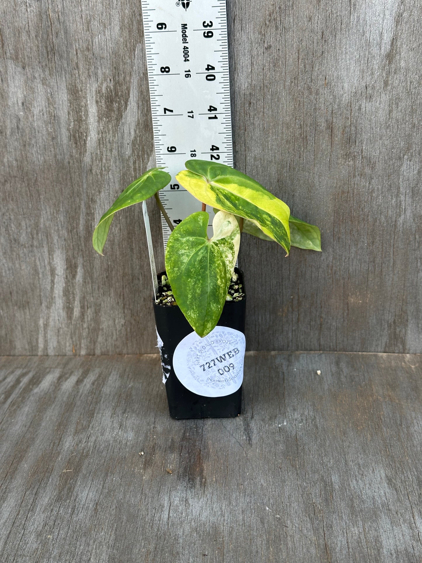 Anthurium Papillilaminum Variegated 727WEB009
