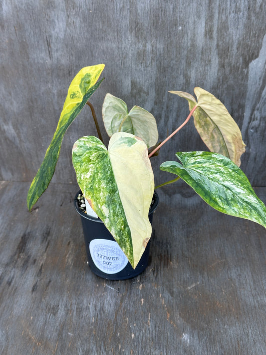 Anthurium Papillilaminum Variegated x (Papillilaminum Legend x Dressleri(NSE)) 727WEB007