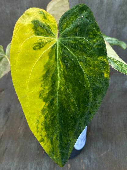 Anthurium Papillilaminum Variegated x (Papillilaminum Legend x Dressleri(NSE)) 727WEB007