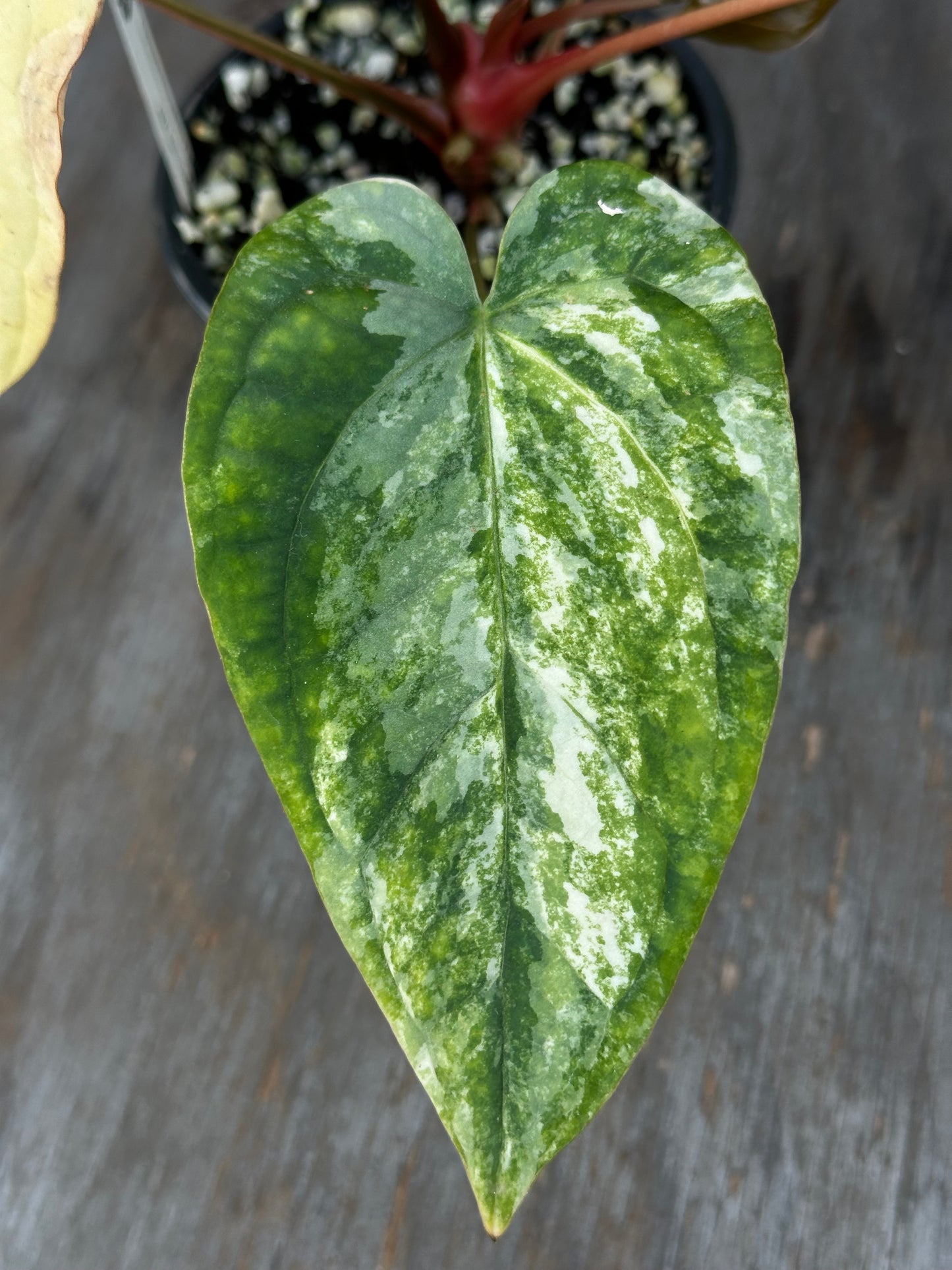 Anthurium Papillilaminum Variegated x (Papillilaminum Legend x Dressleri(NSE)) 727WEB007