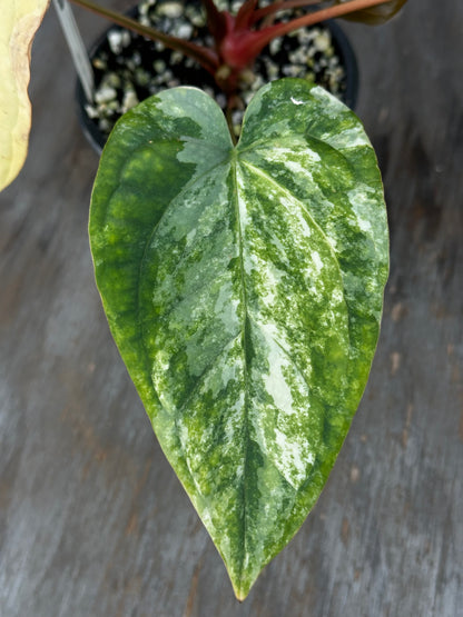 Anthurium Papillilaminum Variegated x (Papillilaminum Legend x Dressleri(NSE)) 727WEB007