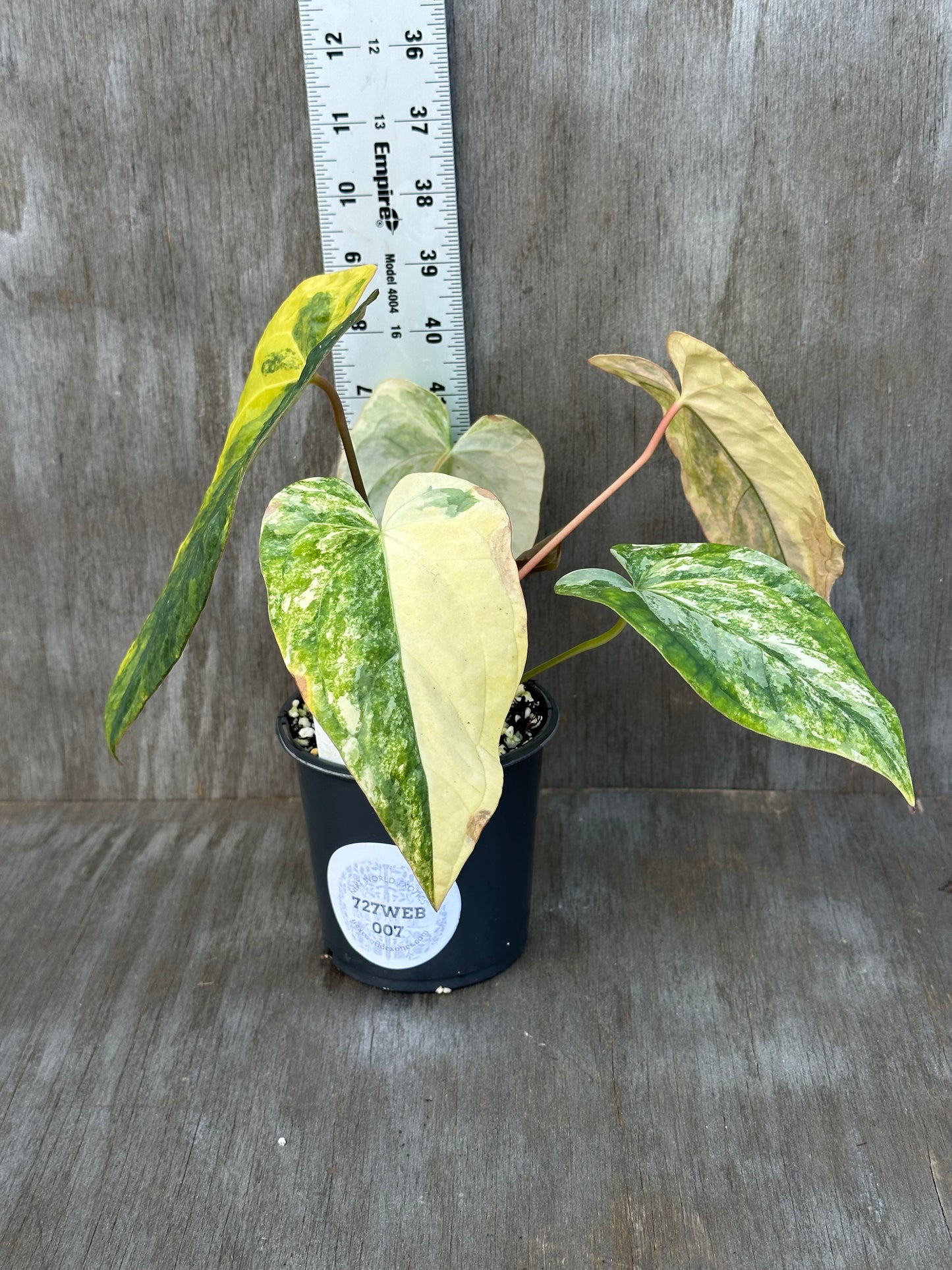 Anthurium Papillilaminum Variegated x (Papillilaminum Legend x Dressleri(NSE)) 727WEB007