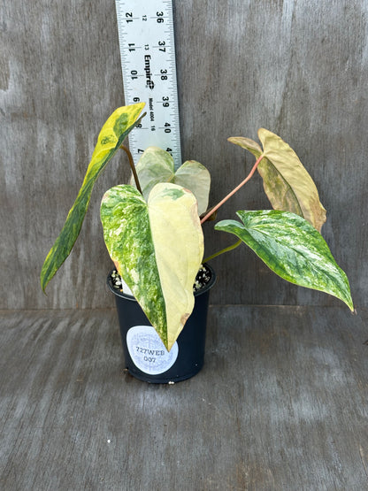 Anthurium Papillilaminum Variegated x (Papillilaminum Legend x Dressleri(NSE)) 727WEB007