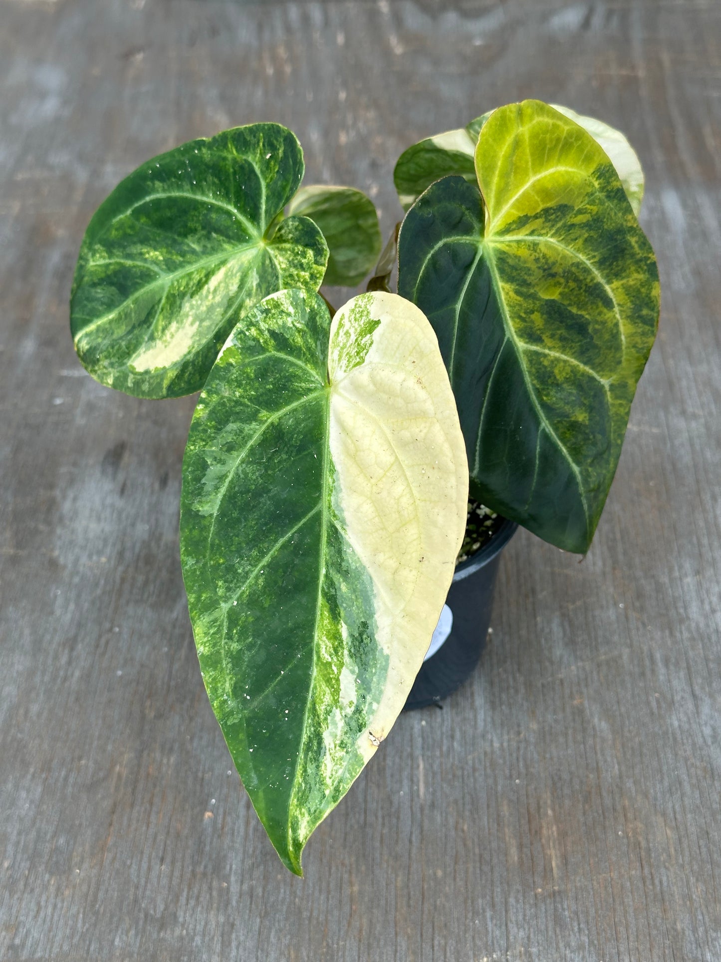 Anthurium Papillilaminum x Crystallinum DocBlock 727WEB067