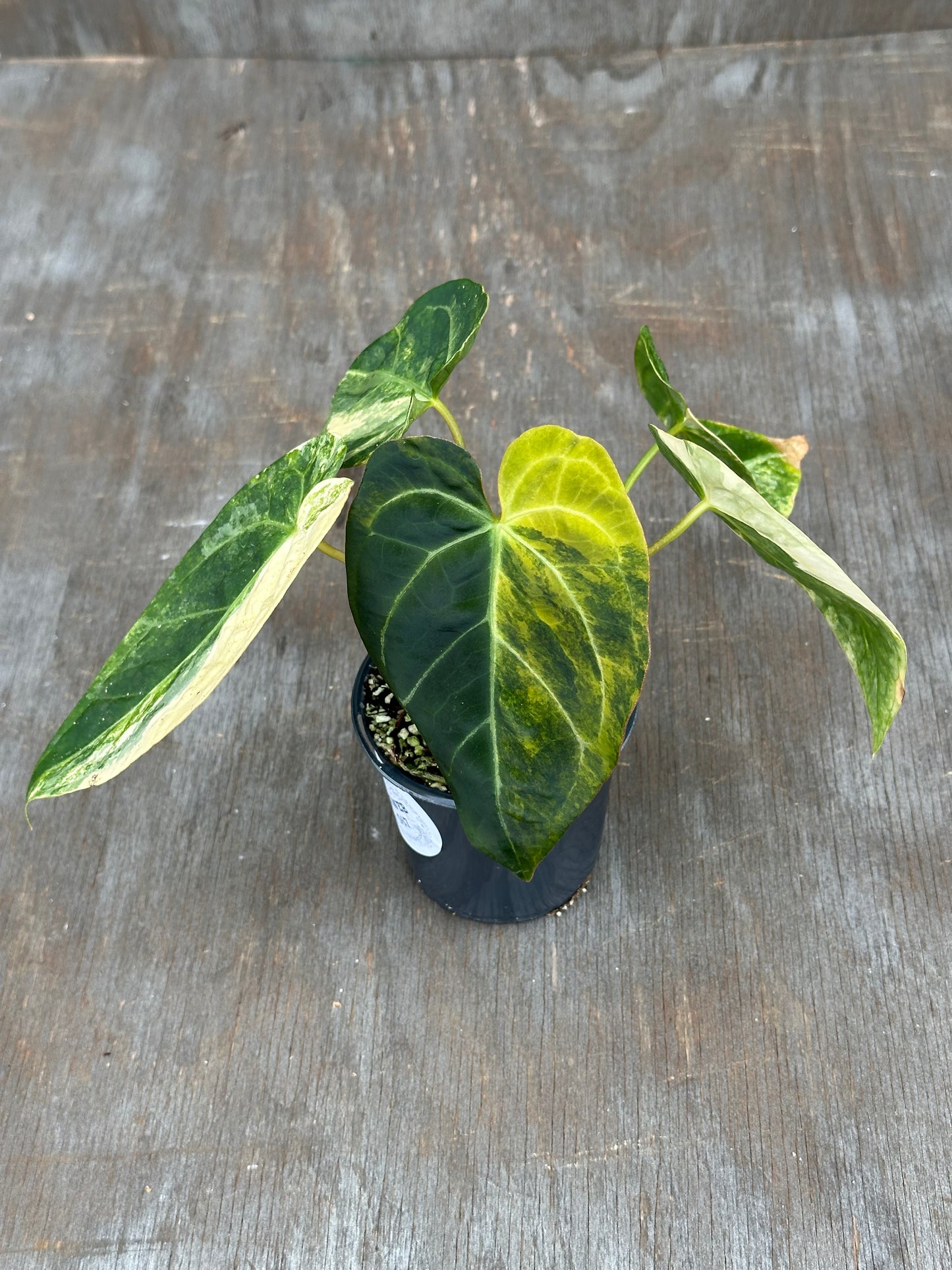 Anthurium Papillilaminum x Crystallinum DocBlock 727WEB067