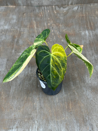Anthurium Papillilaminum x Crystallinum DocBlock 727WEB067