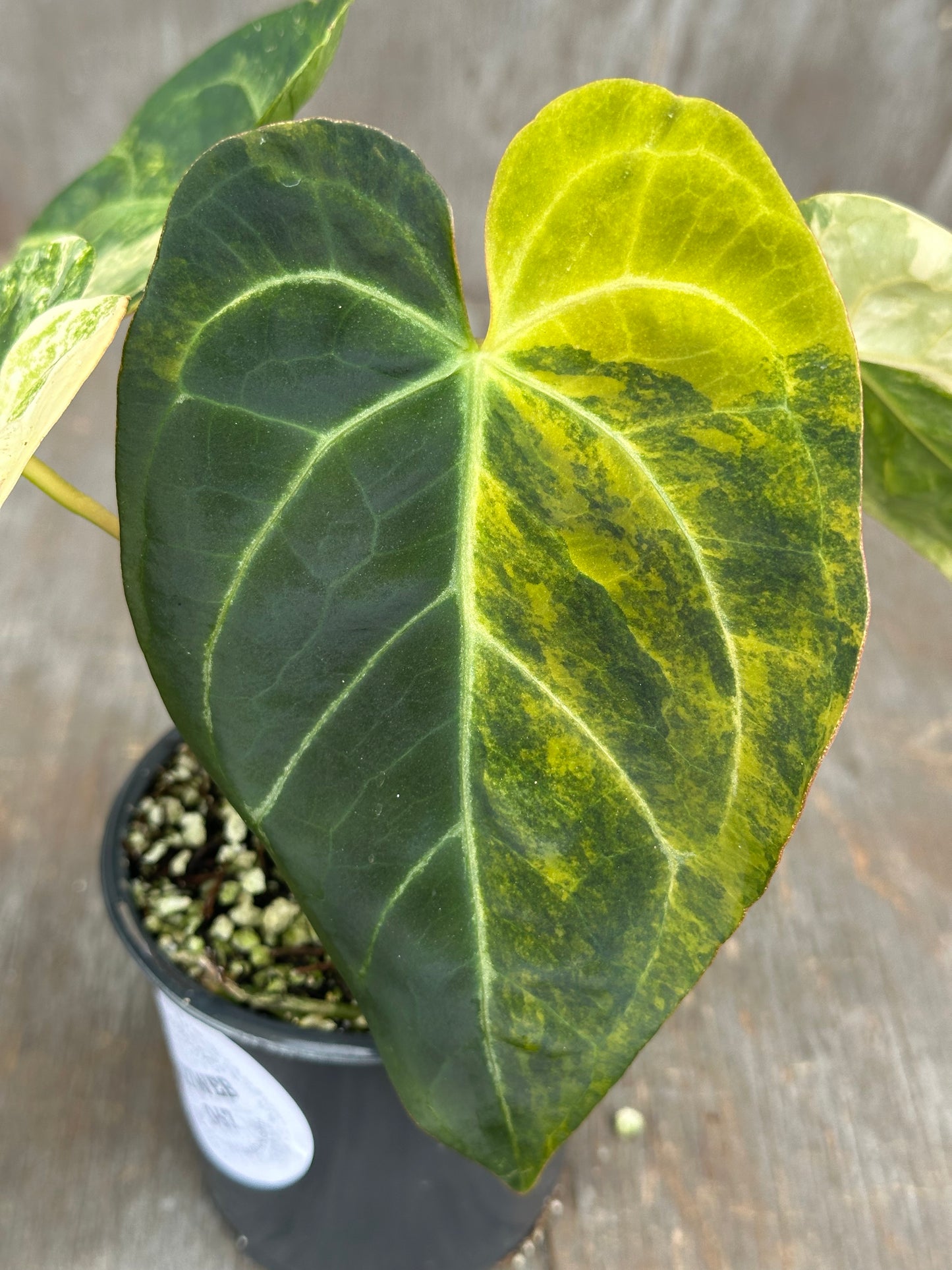 Anthurium Papillilaminum x Crystallinum DocBlock 727WEB067