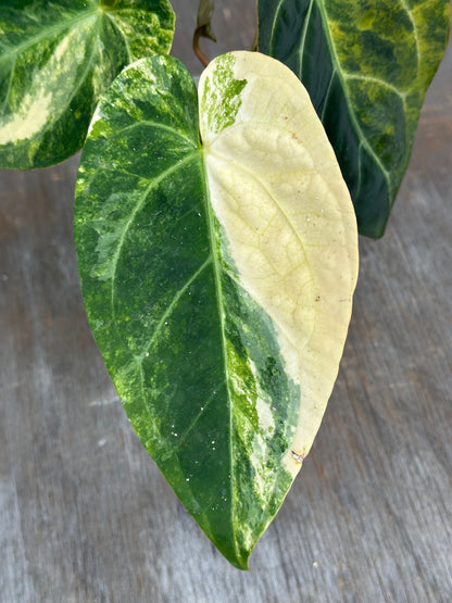 Anthurium Papillilaminum x Crystallinum DocBlock 727WEB067