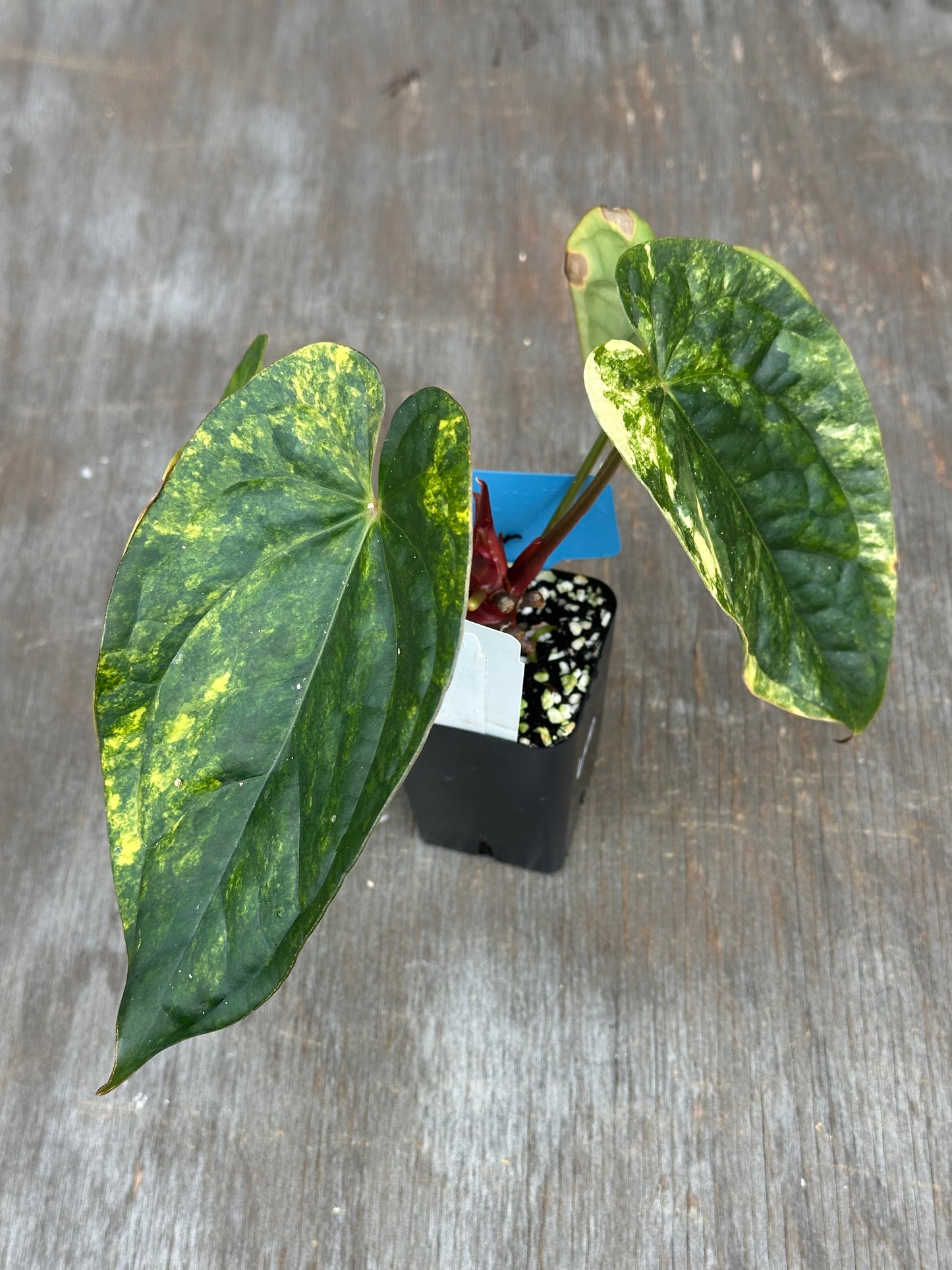 Anthurium Papillilaminum x Luxurian 727WEB059