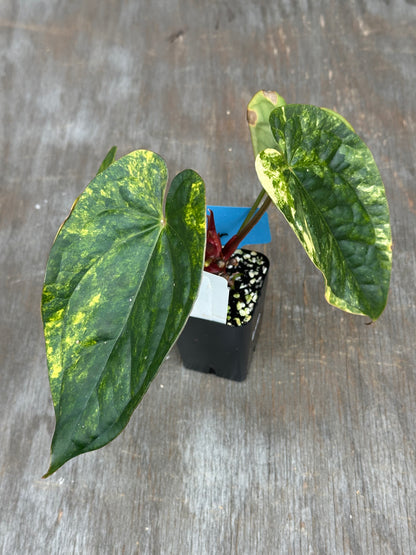 Anthurium Papillilaminum x Luxurian 727WEB059