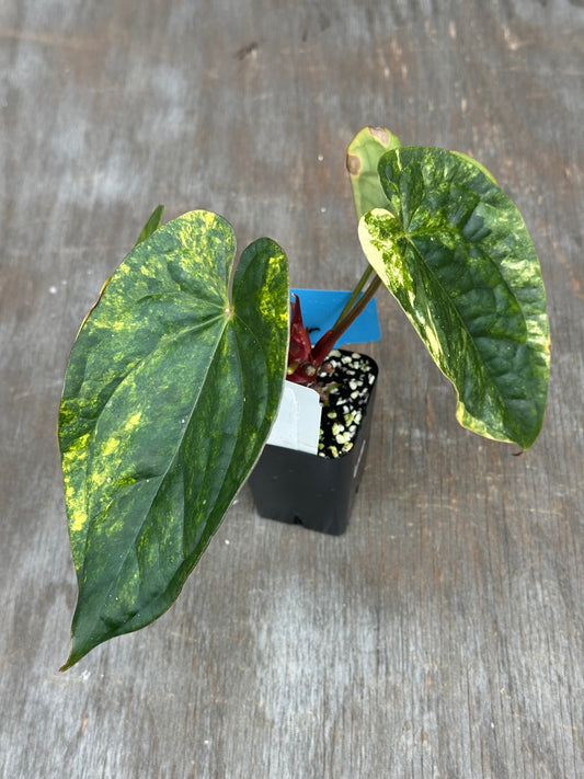 Anthurium Papillilaminum x Luxurian 727WEB059