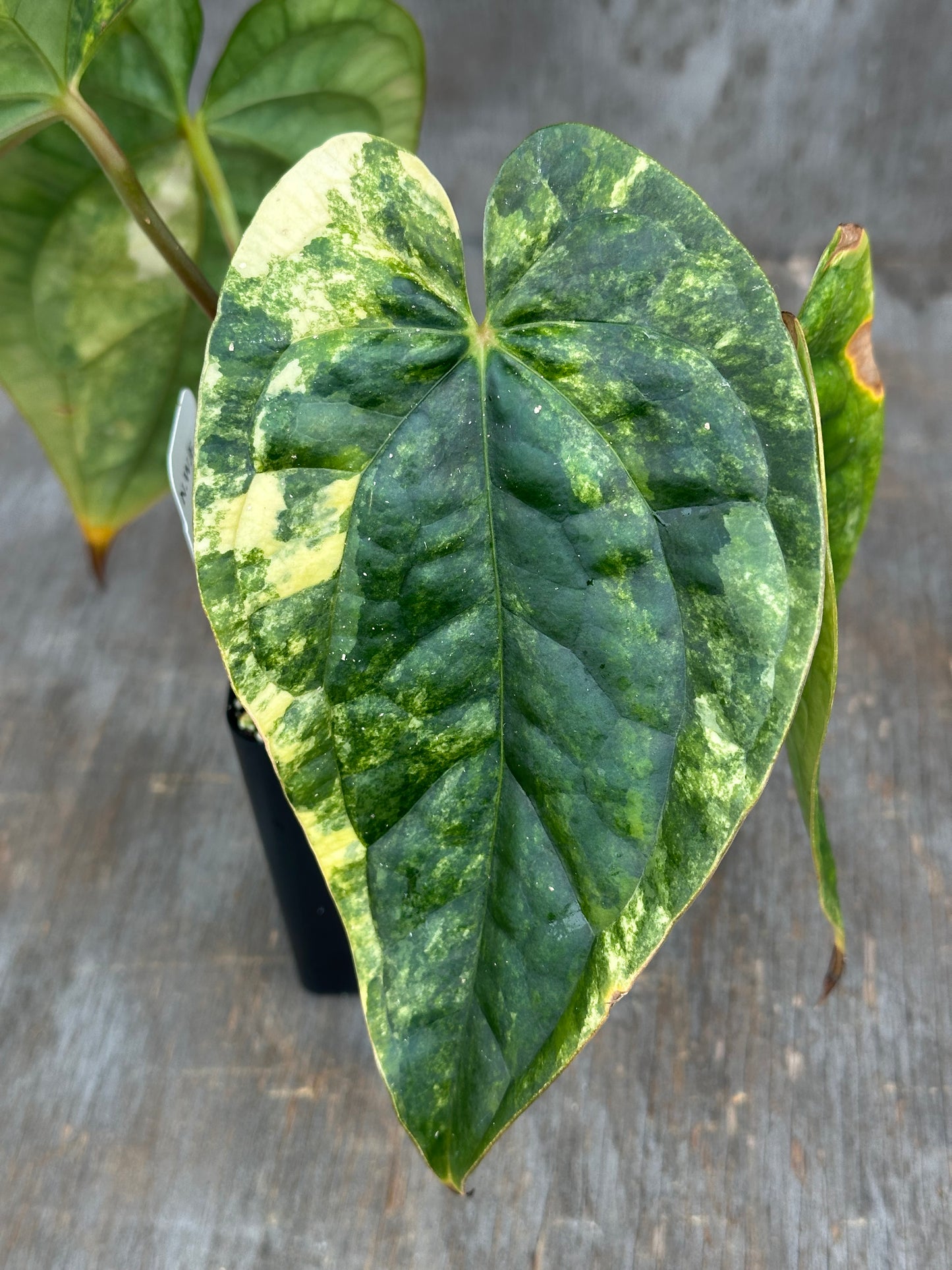 Anthurium Papillilaminum x Luxurian 727WEB059