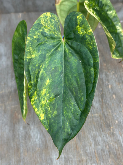 Anthurium Papillilaminum x Luxurian 727WEB059