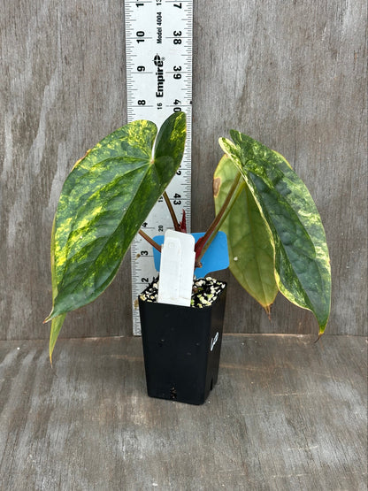 Anthurium Papillilaminum x Luxurian 727WEB059