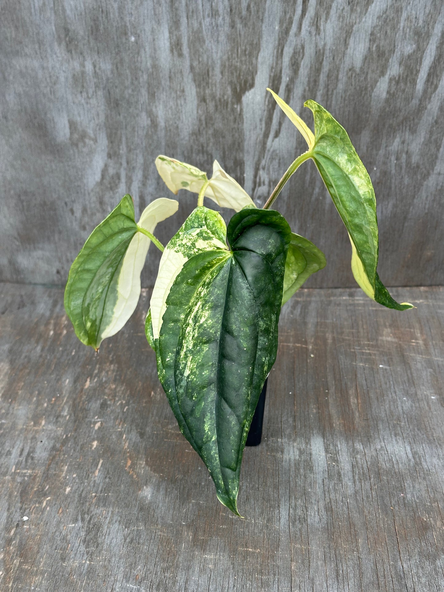 Anthurium Papillilaminum x Luxurian 727WEB065