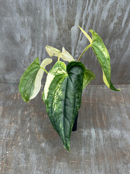 Anthurium Papillilaminum x Luxurian 727WEB065