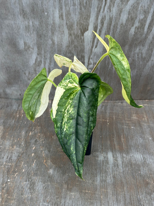 Anthurium Papillilaminum x Luxurian 727WEB065