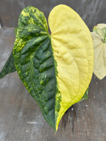 Anthurium Papillilaminum x Luxurian 727WEB065