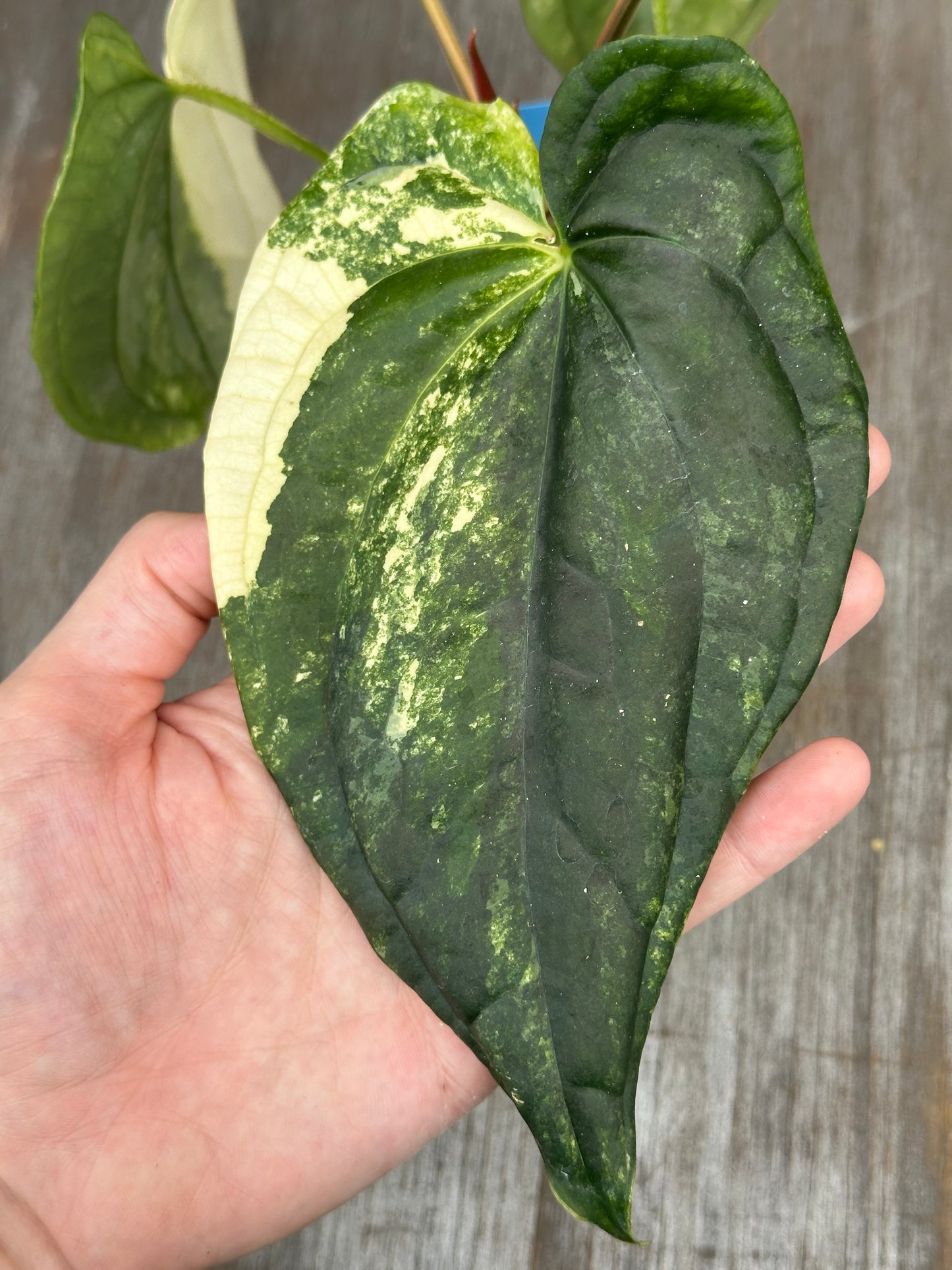 Anthurium Papillilaminum x Luxurian 727WEB065