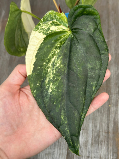 Anthurium Papillilaminum x Luxurian 727WEB065