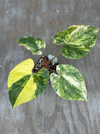 Anthurium Papillilaminum x Luxurian 727WEB061