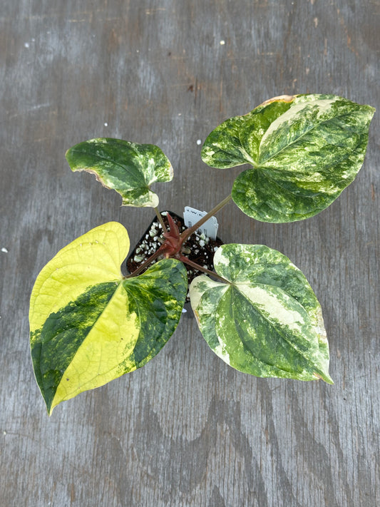 Anthurium Papillilaminum x Luxurian 727WEB061