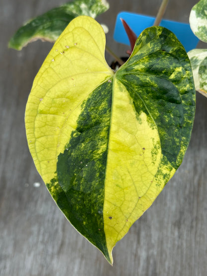 Anthurium Papillilaminum x Luxurian 727WEB061