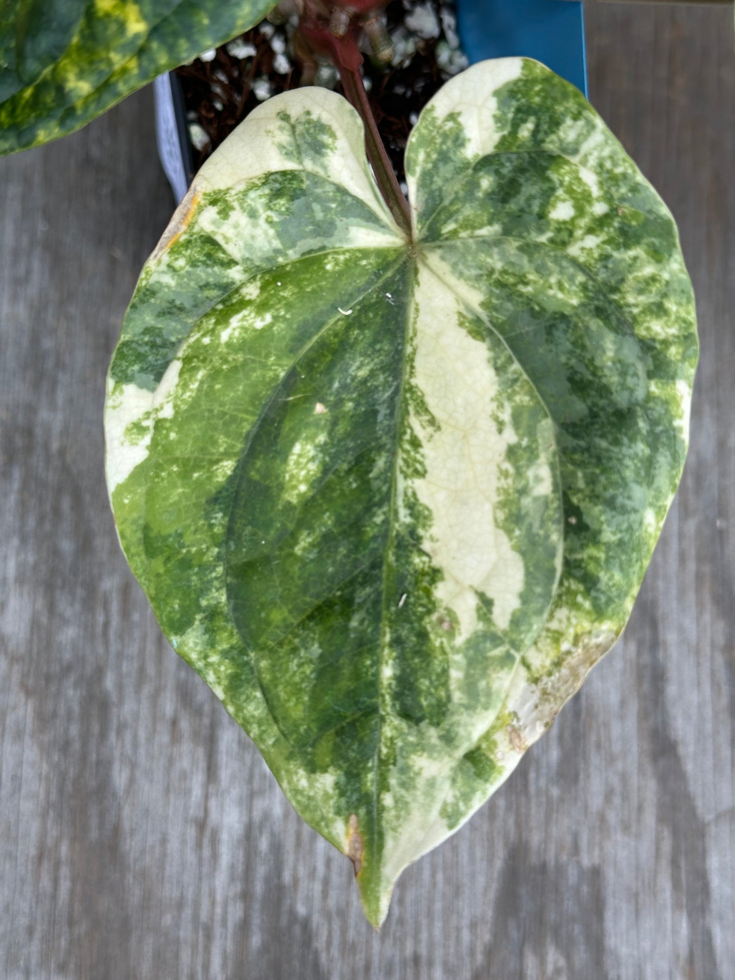 Anthurium Papillilaminum x Luxurian 727WEB061