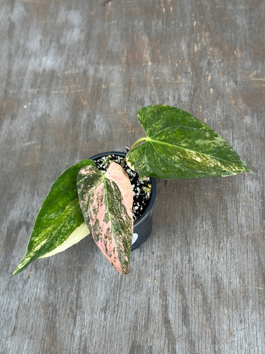 Anthurium Papillilaminum x Ralph Lynam Variegated 727WEB062