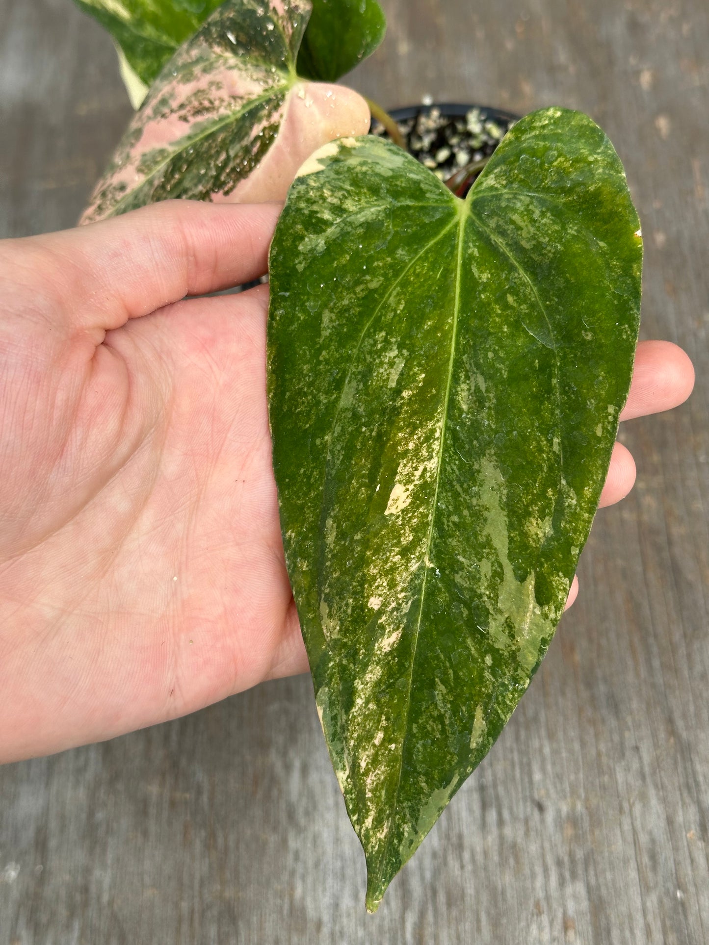 Anthurium Papillilaminum x Ralph Lynam Variegated 727WEB062