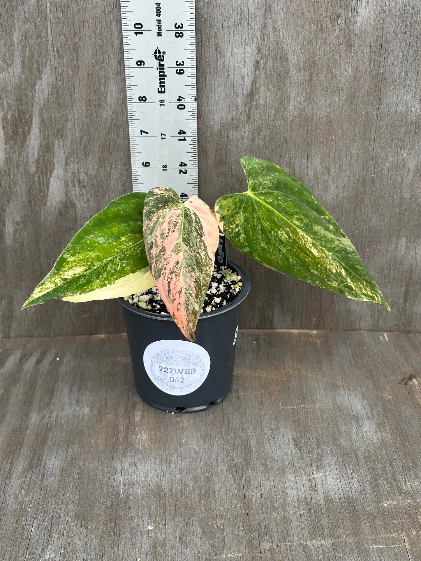 Anthurium Papillilaminum x Ralph Lynam Variegated 727WEB062