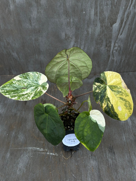 Anthurium Papillilaminum x Red Dark Pheonix Variegated 727WEB018