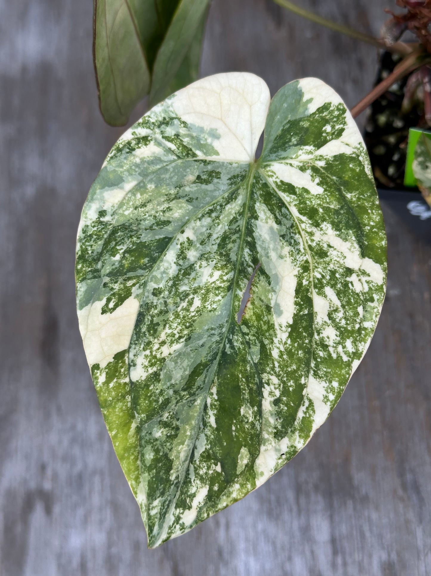 Anthurium Papillilaminum x Red Dark Pheonix Variegated 727WEB018