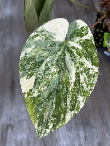 Anthurium Papillilaminum x Red Dark Pheonix Variegated 727WEB018
