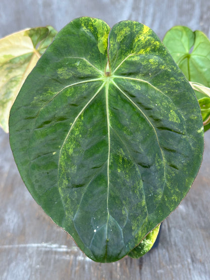 Anthurium Papillilaminum x Red Dark Pheonix Variegated 727WEB018