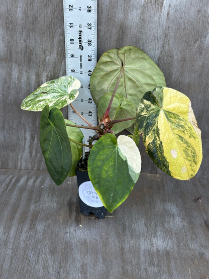 Anthurium Papillilaminum x Red Dark Pheonix Variegated 727WEB018