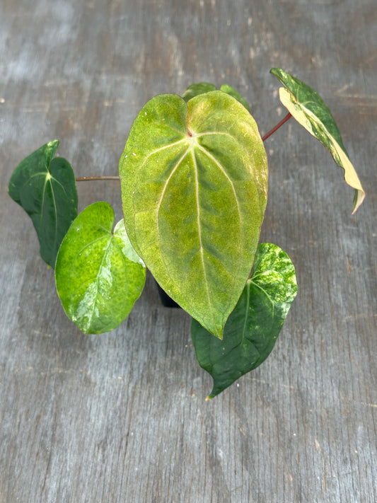 Anthurium Papillilaminum x Red Dark Phoenix 727WEB066