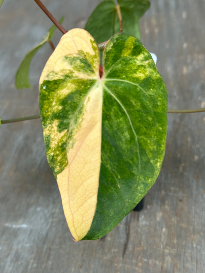 Anthurium Papillilaminum x Red Dark Phoenix 727WEB066