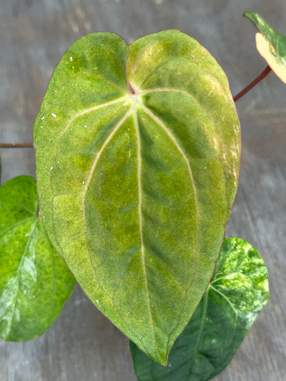 Anthurium Papillilaminum x Red Dark Phoenix 727WEB066