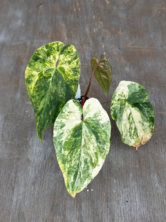 Anthurium Papillilaminum x Red Dark Phoenix 727WEB068