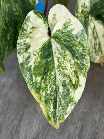 Anthurium Papillilaminum x Red Dark Phoenix 727WEB068