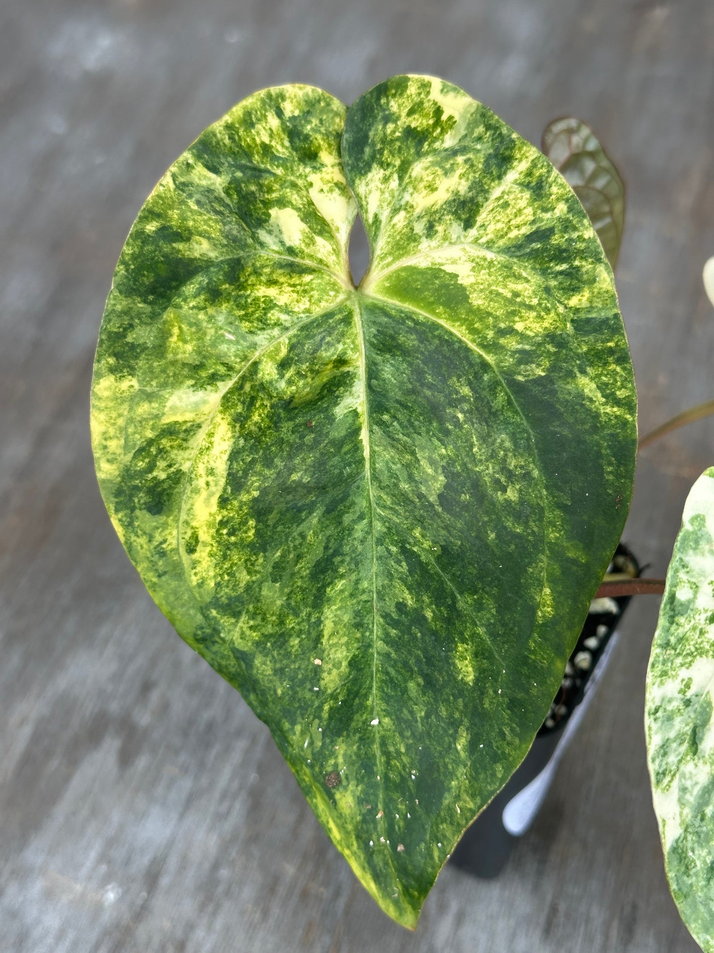 Anthurium Papillilaminum x Red Dark Phoenix 727WEB068