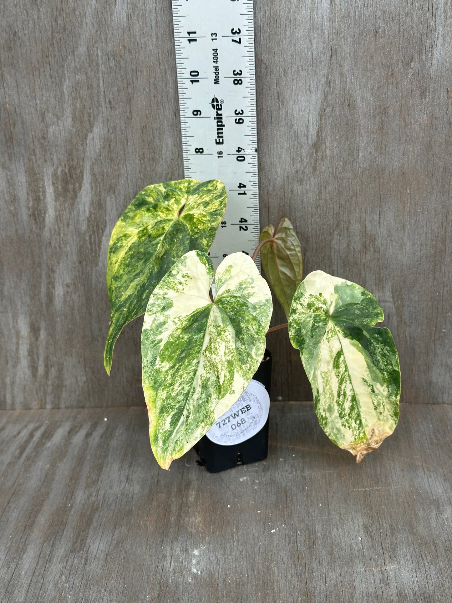 Anthurium Papillilaminum x Red Dark Phoenix 727WEB068