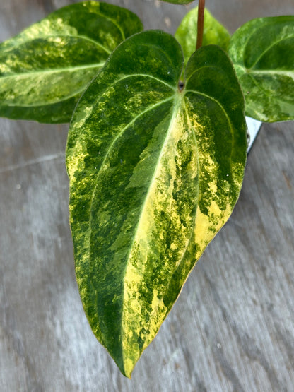Anthurium Papillilaminum x Waroqueanum x Carlablackiae 727WEB017