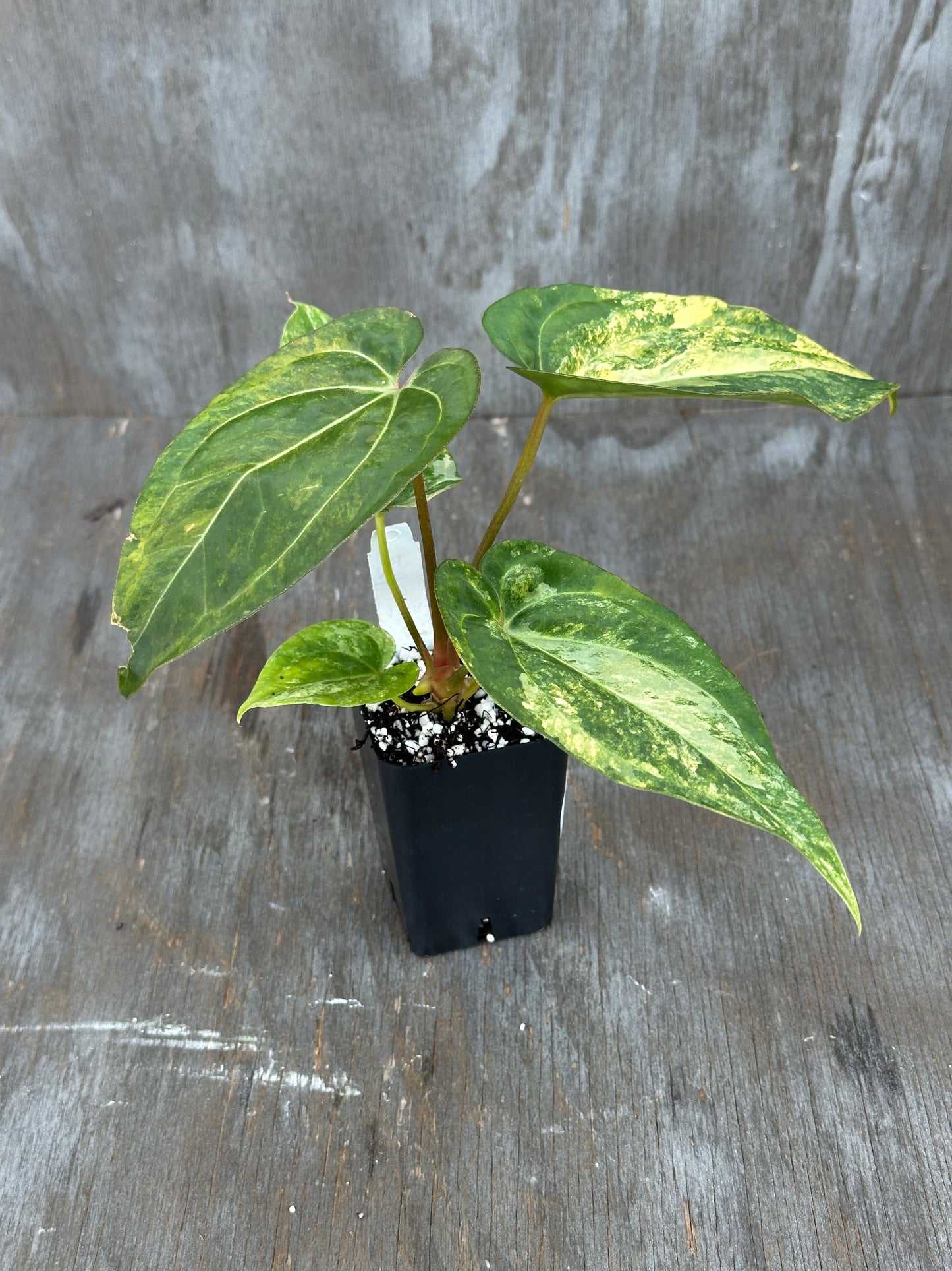 Anthurium Papillilaminum x Waroqueanum x Carlablackiae 727WEB017