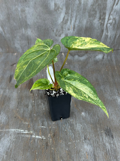 Anthurium Papillilaminum x Waroqueanum x Carlablackiae 727WEB017