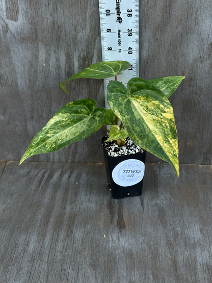 Anthurium Papillilaminum x Waroqueanum x Carlablackiae 727WEB017