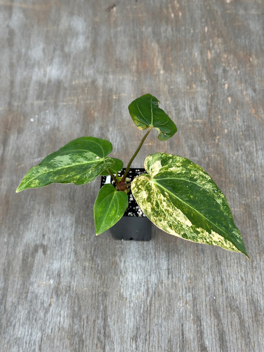 (Anthurium Papillilaminum x Waroqueanum) x A. Carlablackiae 727WEB058