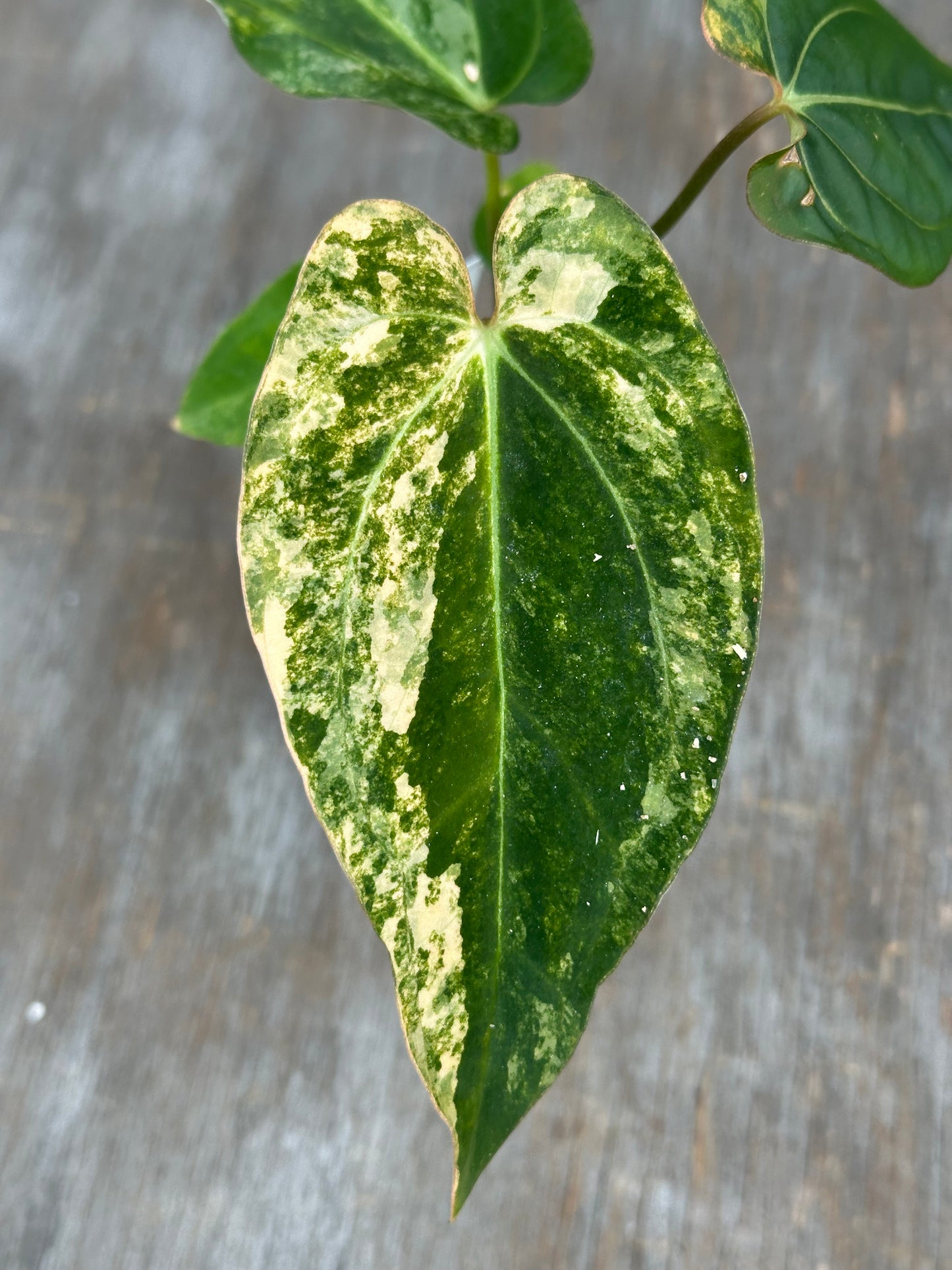 (Anthurium Papillilaminum x Waroqueanum) x A. Carlablackiae 727WEB058